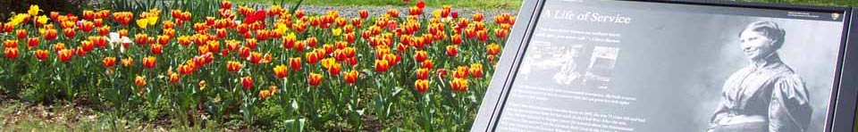 Clara Barton National Historic Site tulips in bloom.