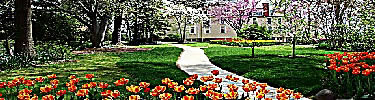 spring tulips at Clara Barton National Historic Site