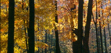 fall colors in the forest