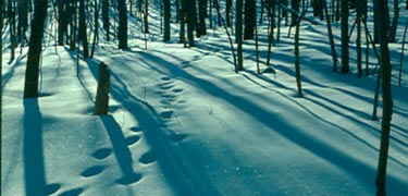 footprints in the snow