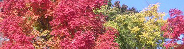 Photo of fall foliage along canal.