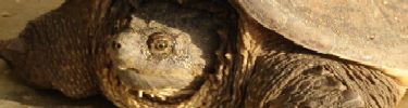 Photo of a snapping turtle