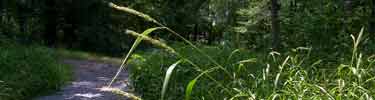 Rye plant along a trail.