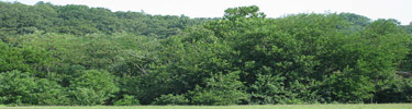 Fort Dupont woods and fields