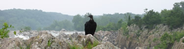 Black vulture