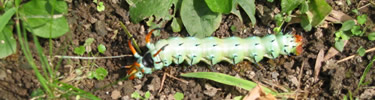 Hickory Horned Devil