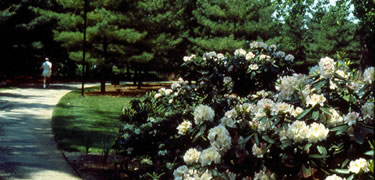 A hiker at Lyndon Baines Johnson Memorial Grove
