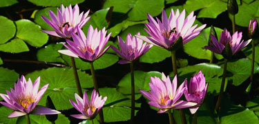photo of waterlillies