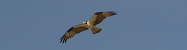 Osprey in flight