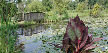 Hot colors and cool water combine with a mix of textures in the garden.