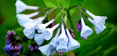 Bluebells
