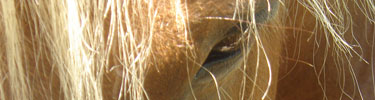 close-up of becky's, the draft horse, eye