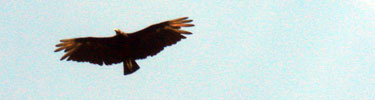 hawk in the sky