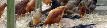 chickens