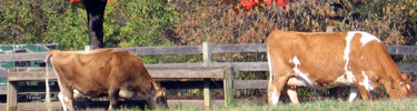 cows grazing