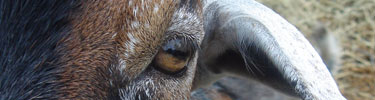 goat's eye