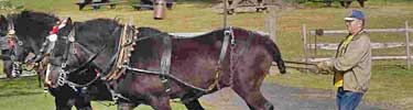 volunteer leading horse