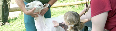 little girl petting newly sheared sheep