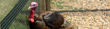 tom turkey