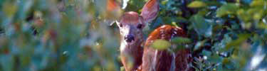 White Tail Deer