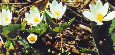 Blood Root