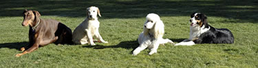 Dogs in the Park