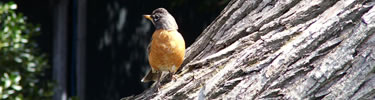 A robin bird perched on a tree. (Photo by Donna Spiewak)