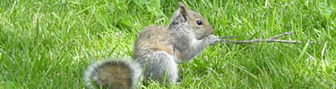 Baby Squirrel (NPS Photo by Kathy Langley)