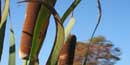 brown cattails against a clear blue fall sky