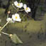 Sagittaria is a native plant that attracts butterflies
