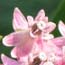 a single flower of a milkweed cluster