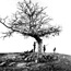  Lone Grave at Antietam