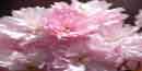 Kwanzan Cherry Tree Bloom