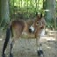 Photo of Nell the mule