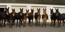 Photo C&O Canal mules in 2004.