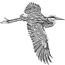 Great Blue Heron in flight