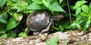 Box Turtle