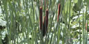 Cattails