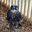 A young peregrine waits for release from the hack box.