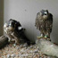 Young peregrines hungrily wait for their next meal.
