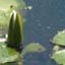 A green spike in the water is all that greet late comers to the park.