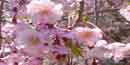 Higan Cherry Blossom