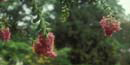 View of Garden at the Old Stone House