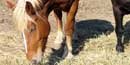 draft horse eating