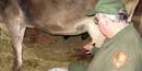 ranger milking cow