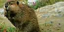 American beaver