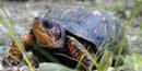 Eastern Box Turtle