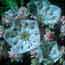 Mountain Laurel