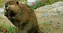 American beaver