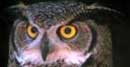 Great Horned Owl